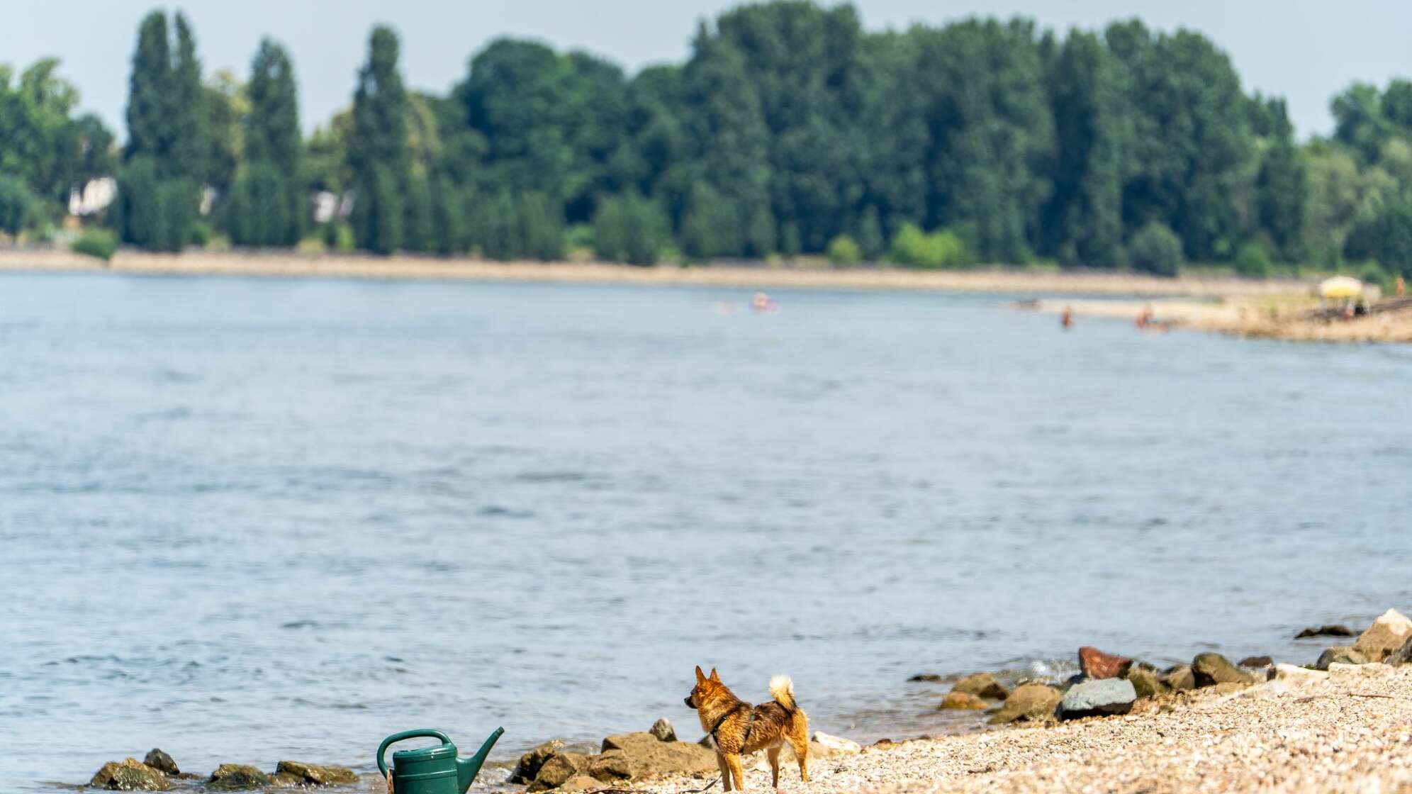 Drei Männer nach Schwimmen im Rhein vermisst