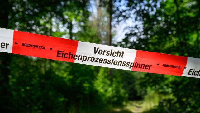 Eichenprozessionsspinner als Plage - auch Wald betroffen