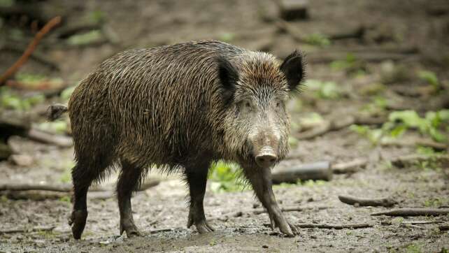 Wildschwein gesichtet - Friedhof bleibt geschlossen