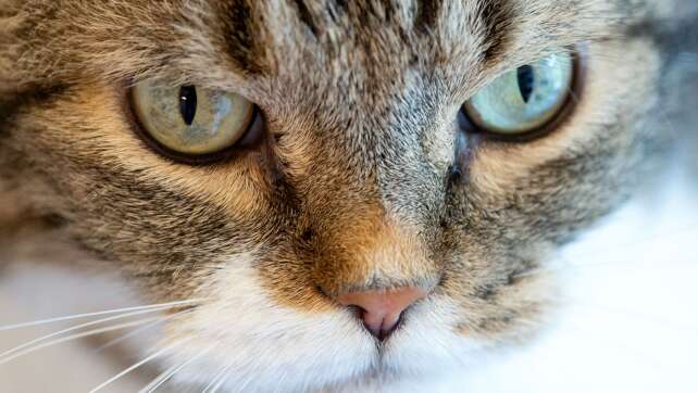 Behörden holen 23 Katzen aus illegaler Zucht