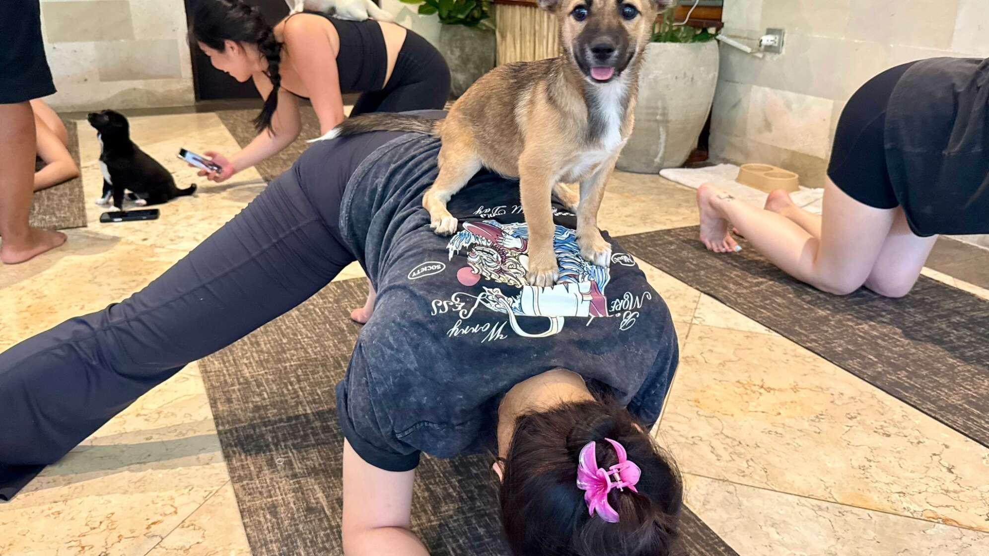 Wellness-Trend Puppy Yoga