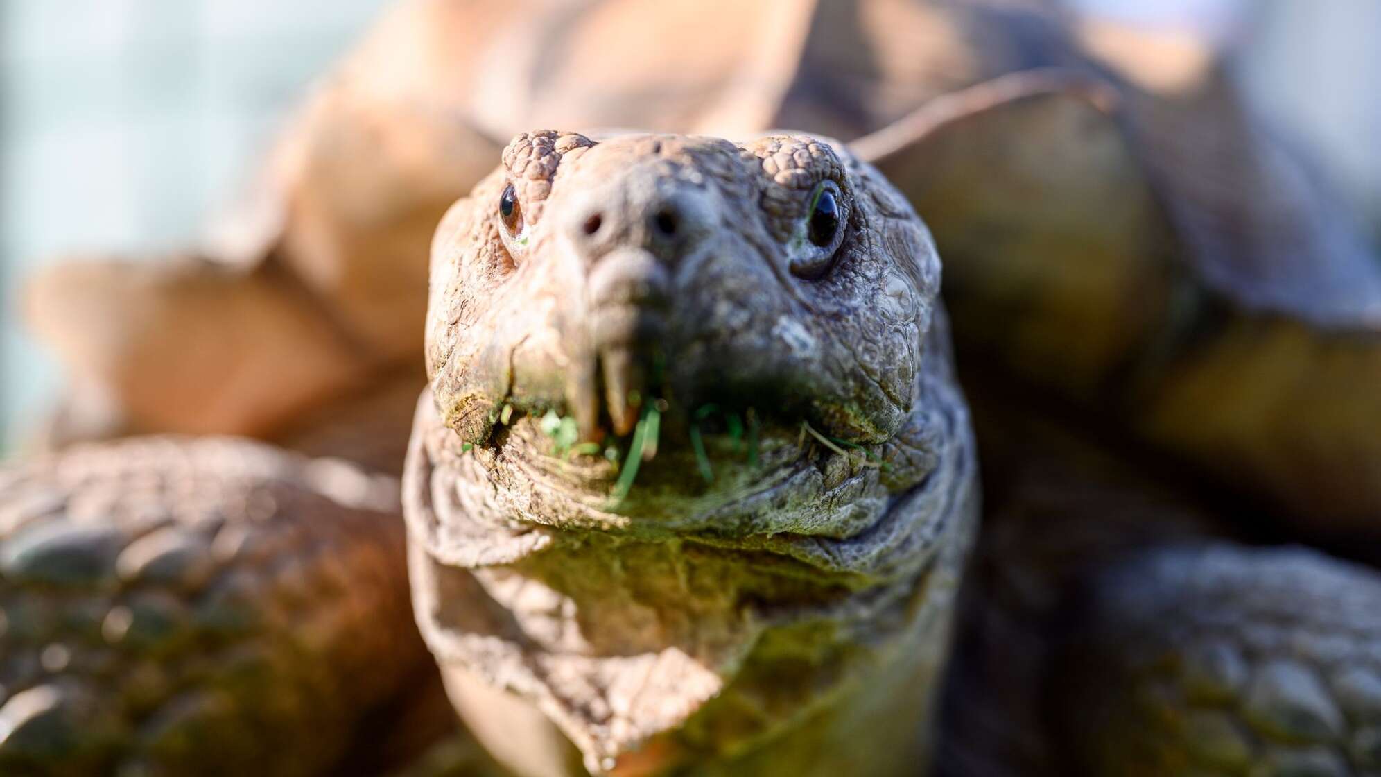 Afrikanische Spornschildkröte