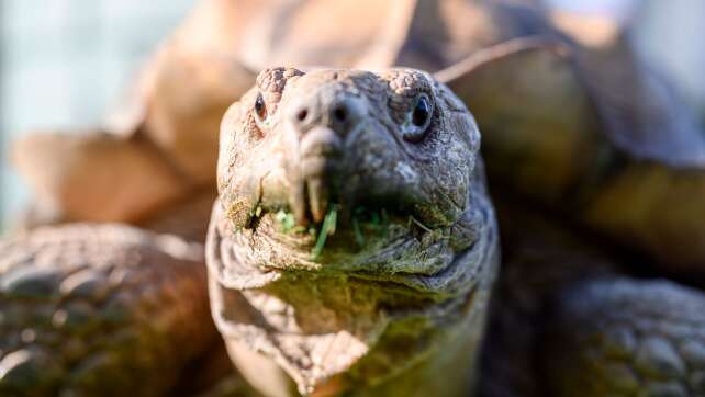 Stattliche afrikanische Schildkröte in Augsburg unterwegs