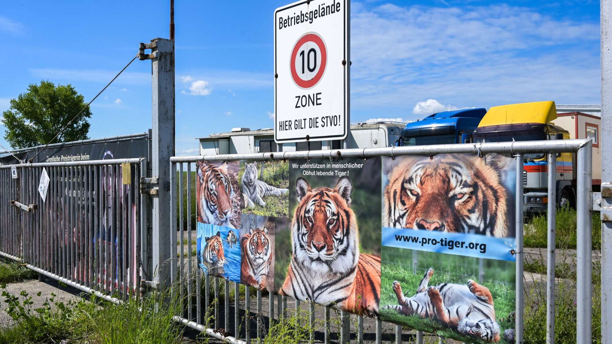 Ausgebrochener Tiger