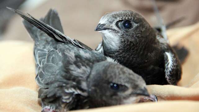 Hitzewelle bringt Bayerns größte Vogelstation ans Limit