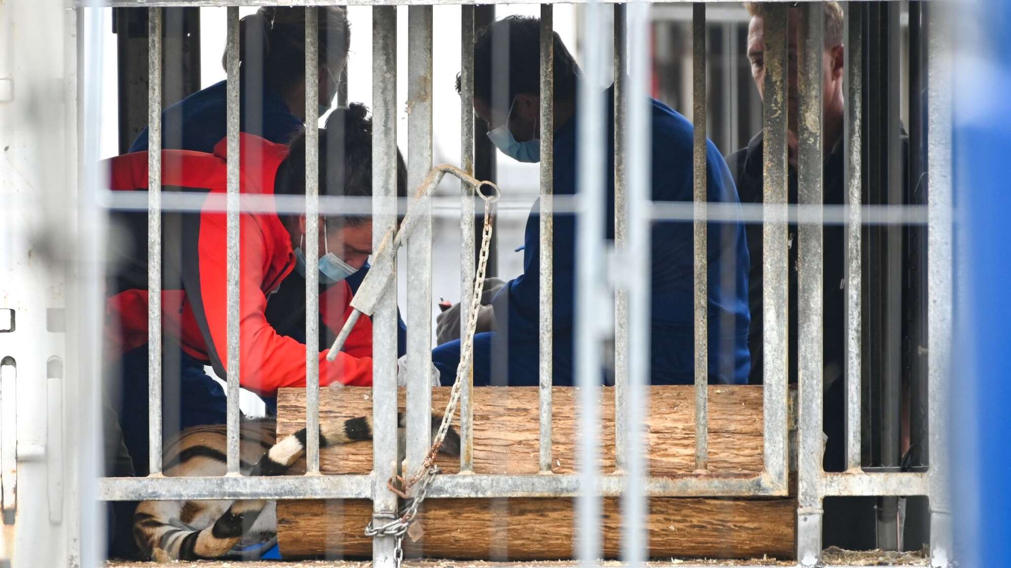Polizei und Veterinäramt im Einsatz bei Tigerhalterin