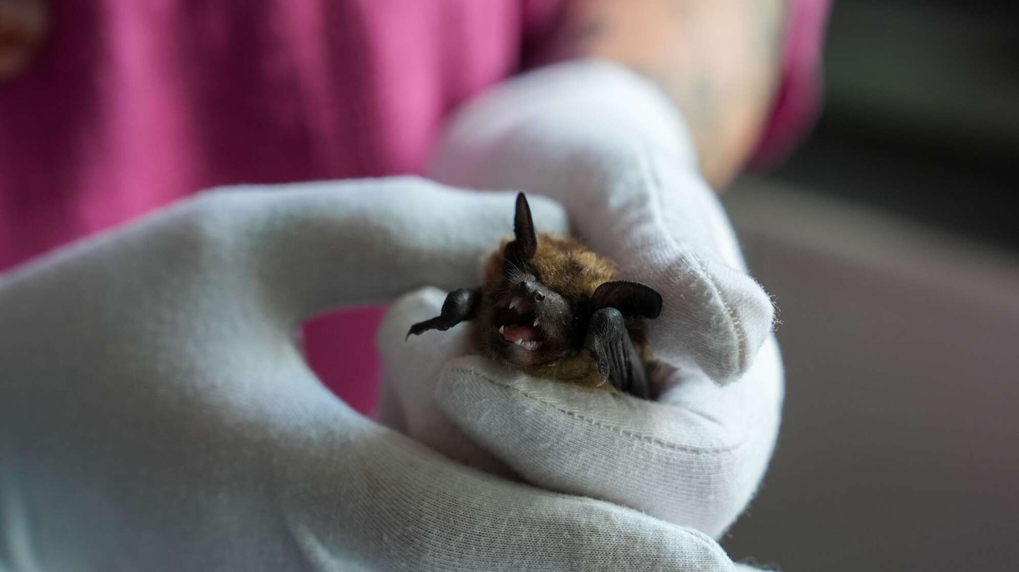 Breitflügelfledermaus