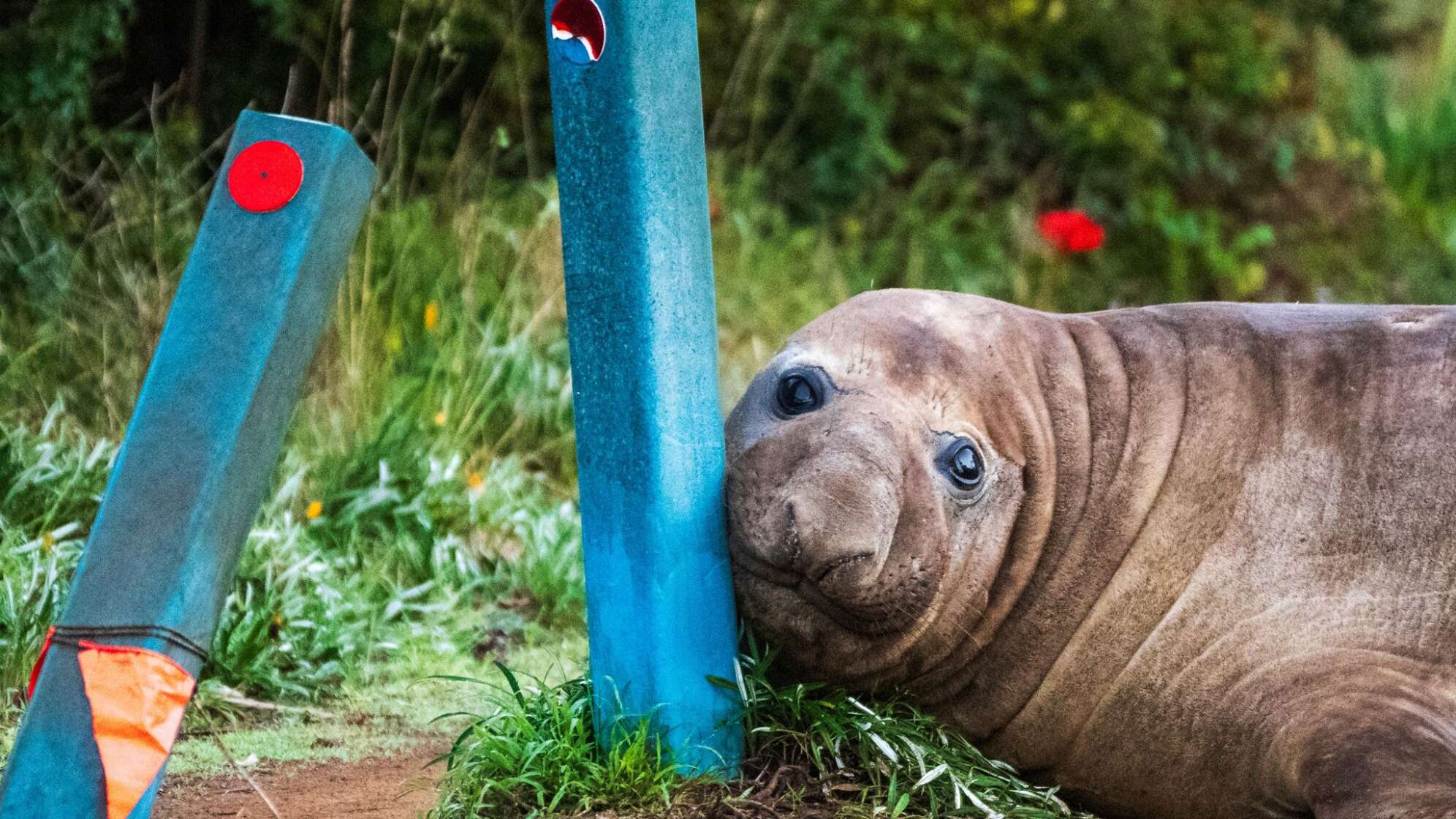 «Neil the Seal» in Tasmanien