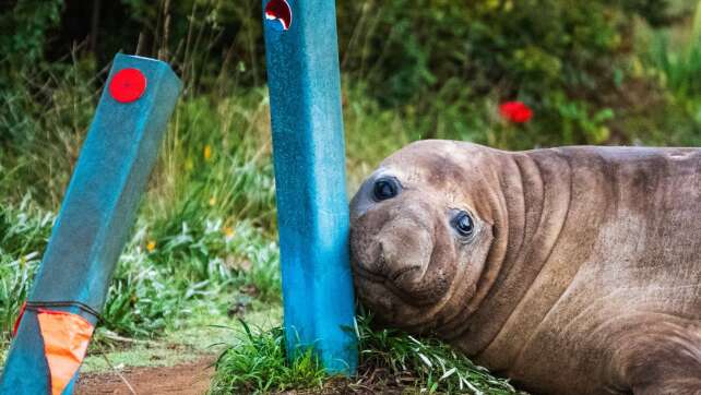 «Neil the Seal»: Wenn Fan-Liebe für Tiere zur Gefahr wird