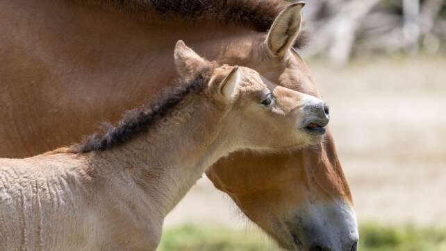 Nachwuchs bei letzten echten Wildpferden in Münchner Zoo