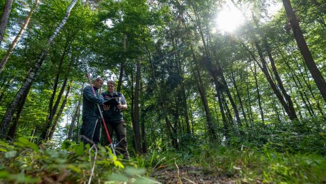 Käfer, Pilze, Blattverlust - 16.000 Bäume werden untersucht