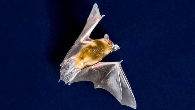 Fledermaus verirrt sich in Schlafzimmer