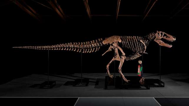 Rekord: T-Rex-Skelett für 50 Millionen Dollar versteigert