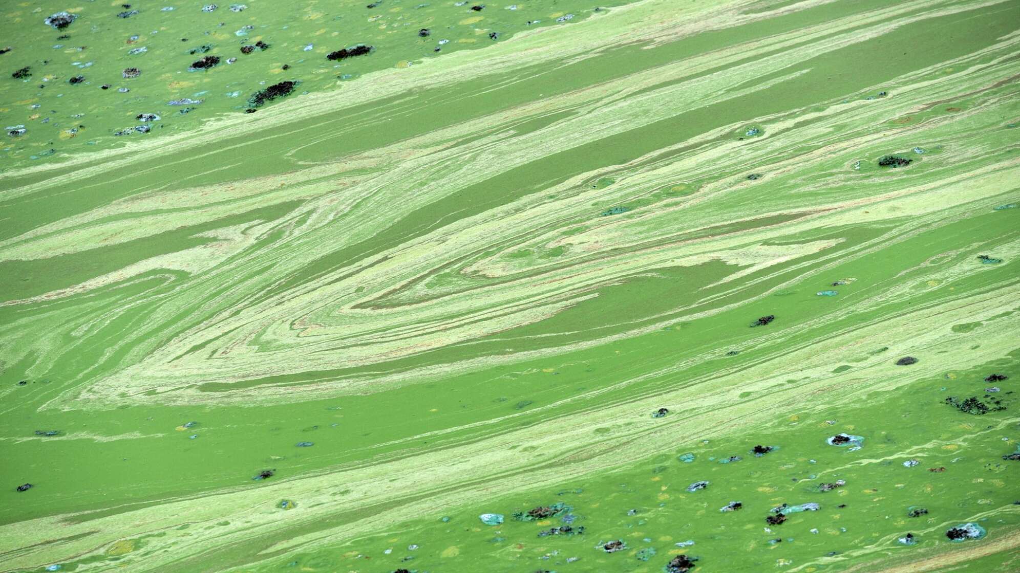 Grüne Schlieren durch Blaualgen