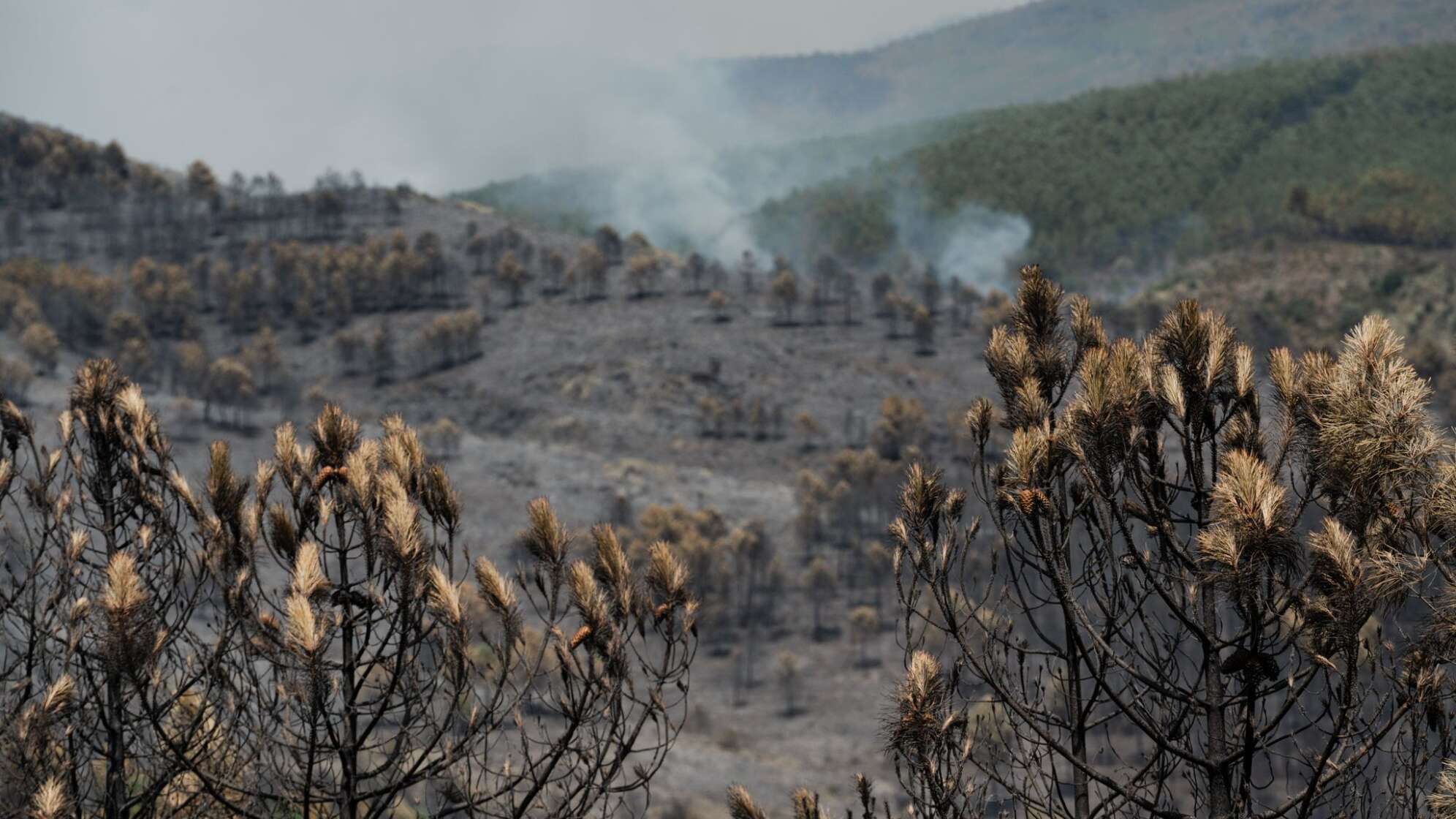 Waldbrände in Spanien