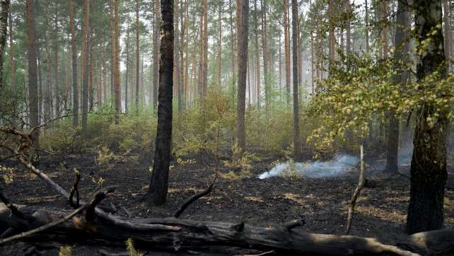 Ministerium: Waldbrand im Müritz-Nationalpark ist gelöscht