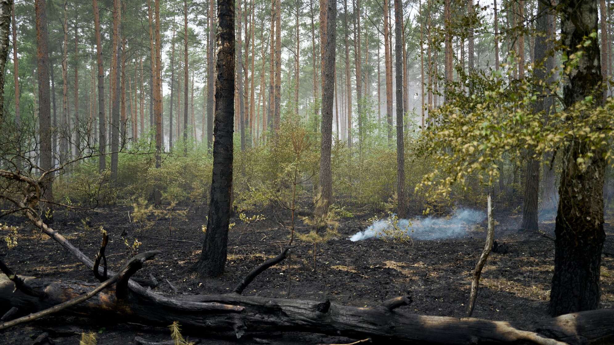 Weitere Entwicklung beim Waldbrand im Müritz-Nationalpark