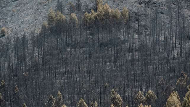 Waldbrand bei Madrid wird immer größer