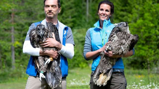 Bartgeier Zierli fliegt auch - Alosa findet nach Hause