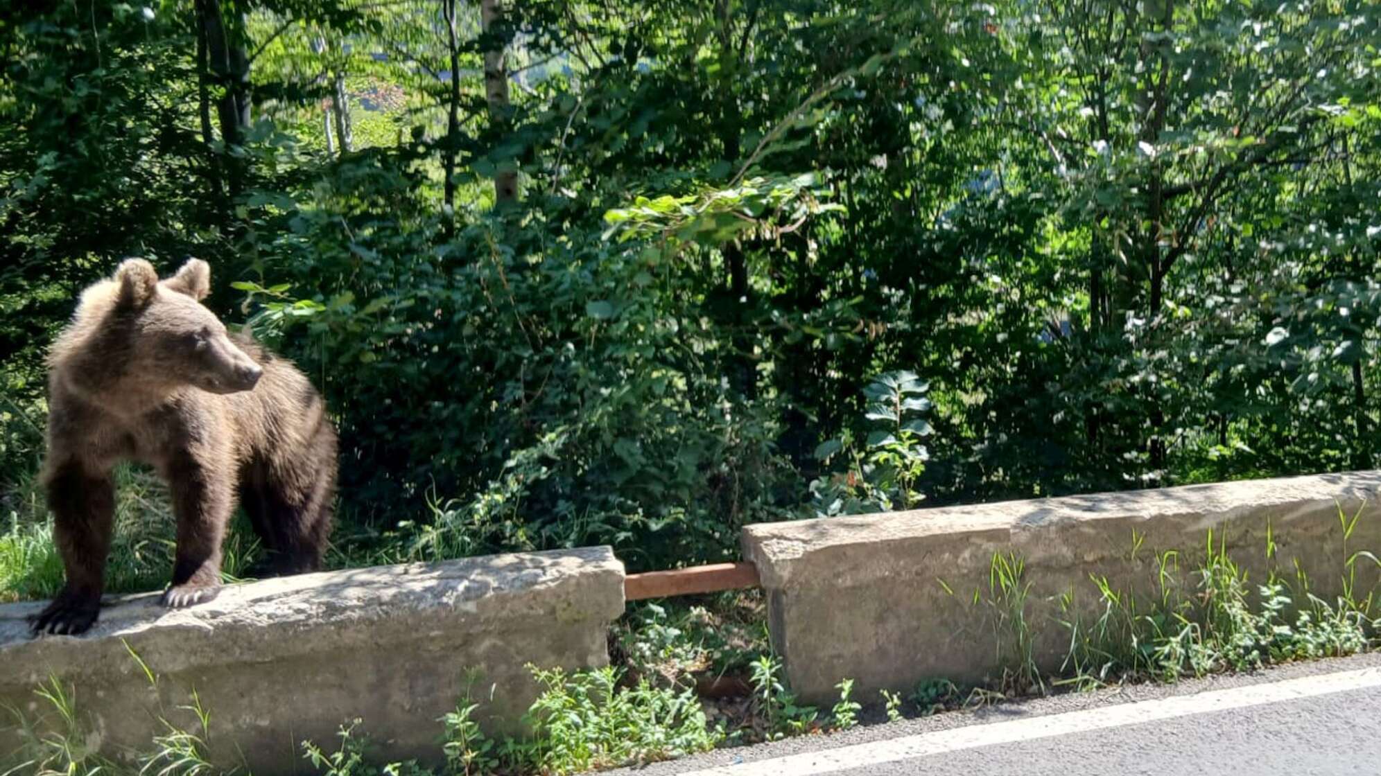 Braunbär