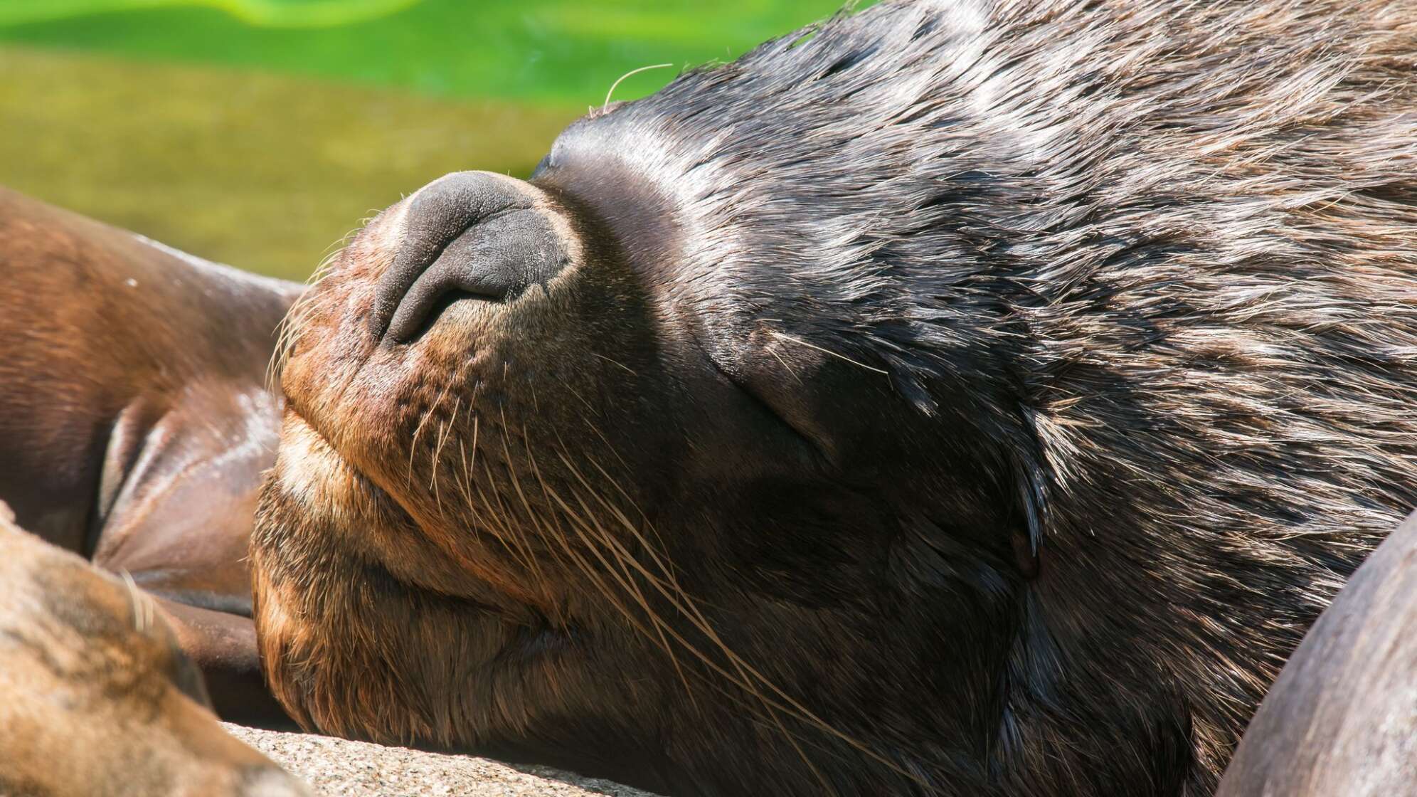 Sommer im Tierpark Hellabrunn