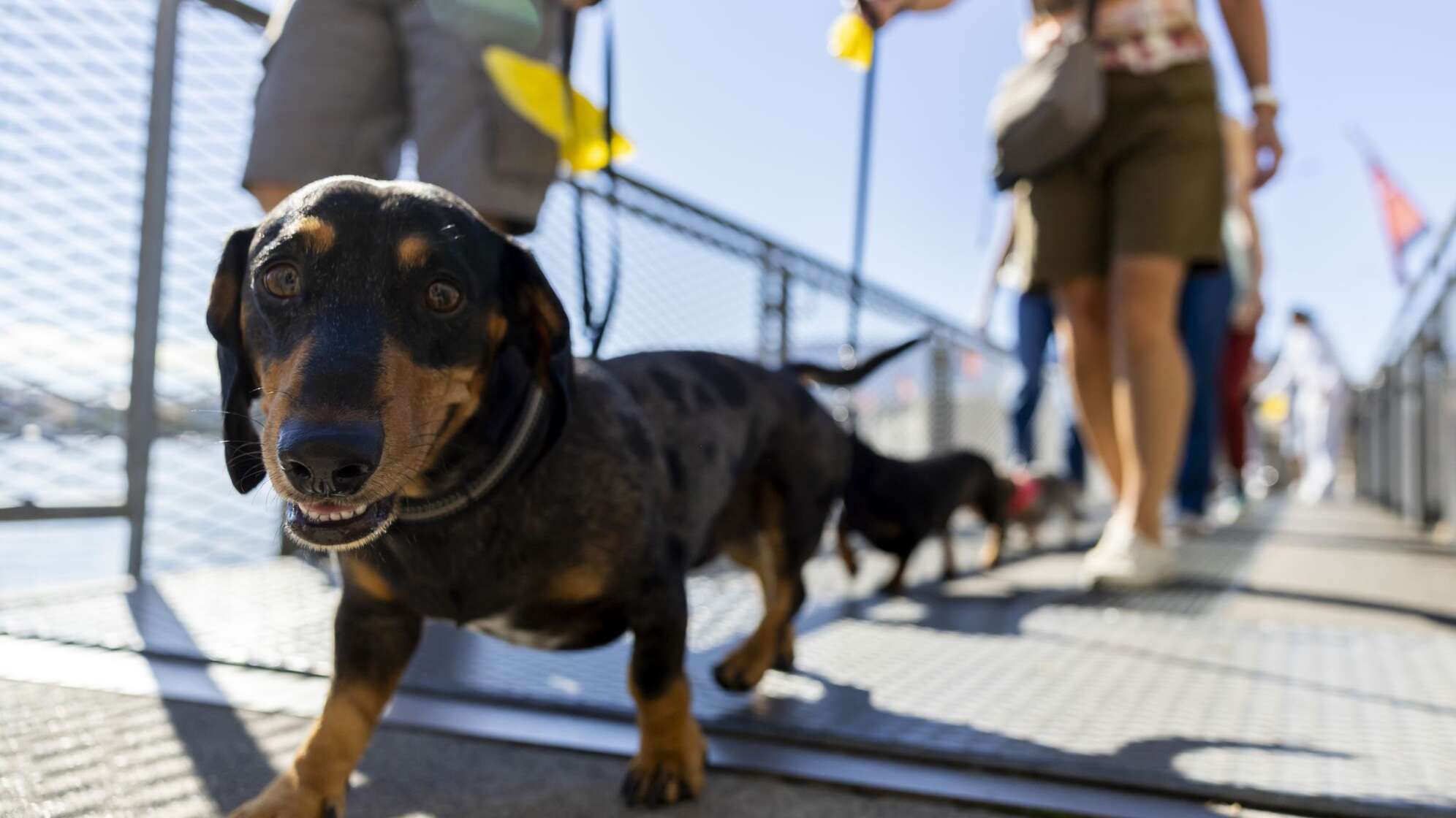 Hundepipi ade: In Chiasso muss mit Wasser nachgespült werden