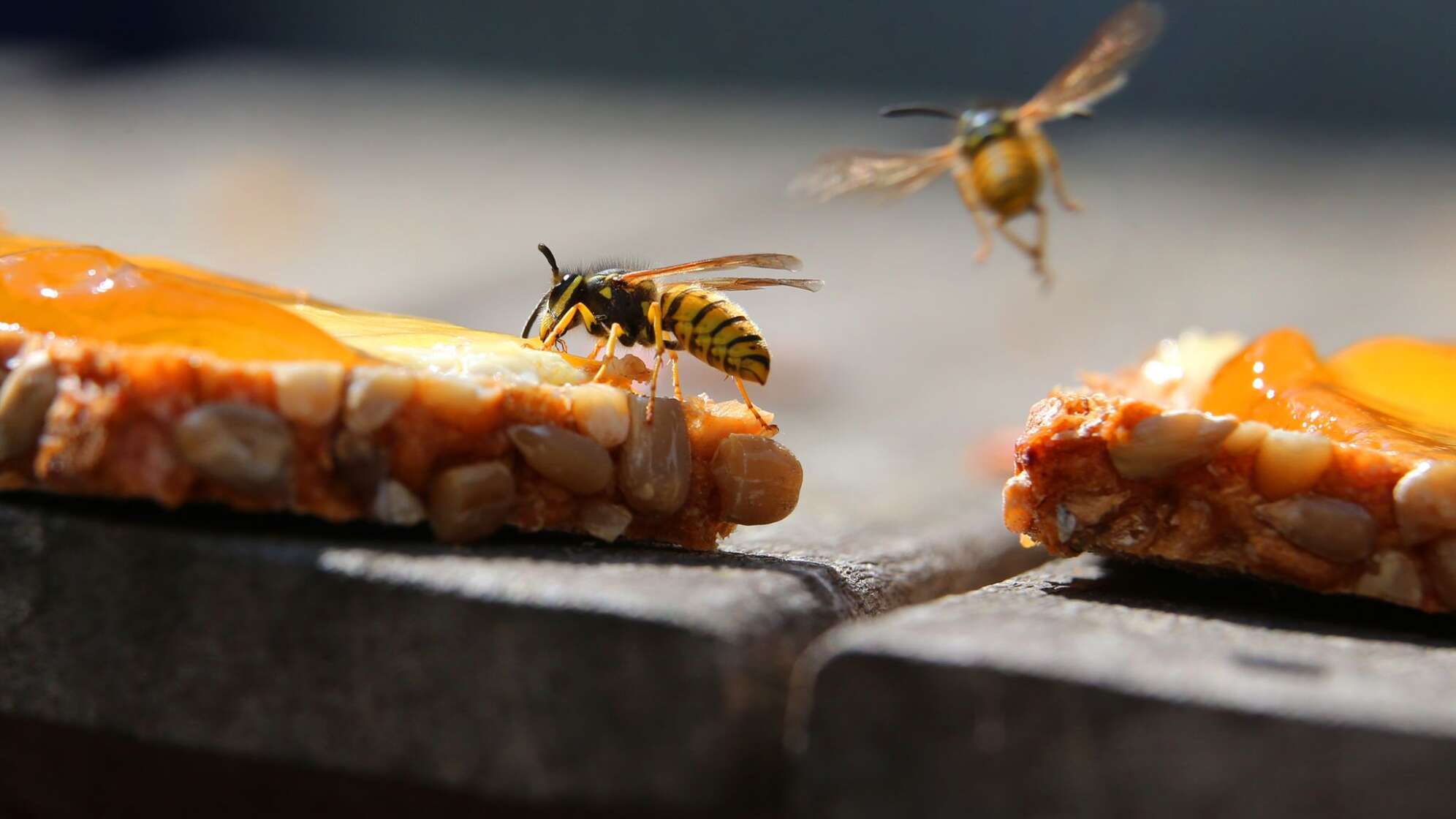 Wespen auf einem Marmeladenbrot