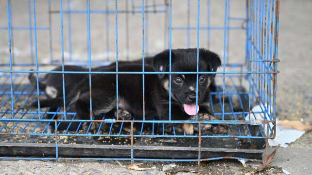 Fälle von Tierqual sorgen in China zunehmend für Aufschrei