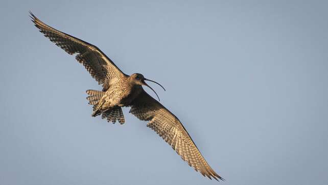 Naturschützer sehen Hoffnung für bedrohte Brachvögel