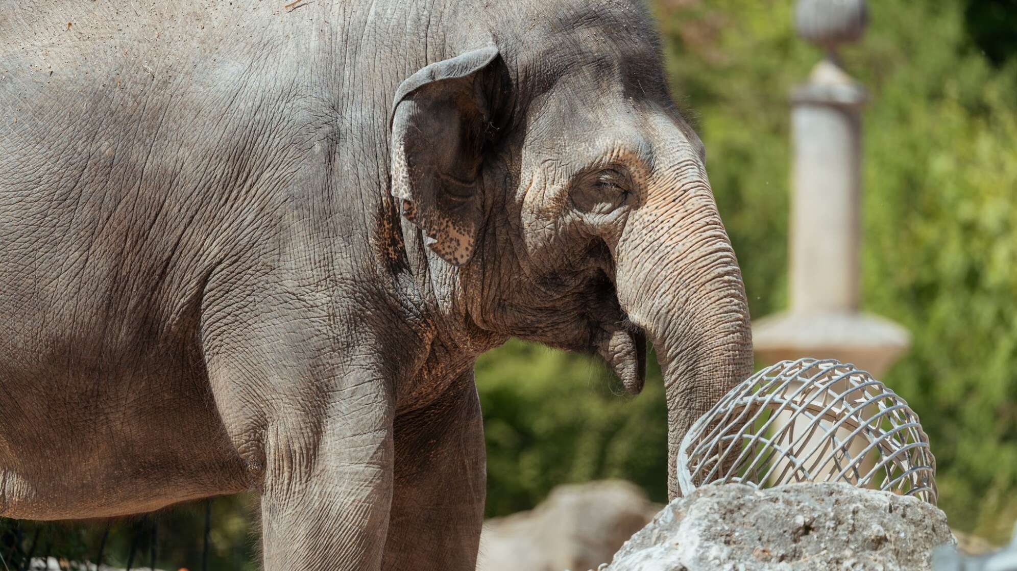 Tierpark Hellabrunn erwartet Nachwuchs im Elefantenhaus