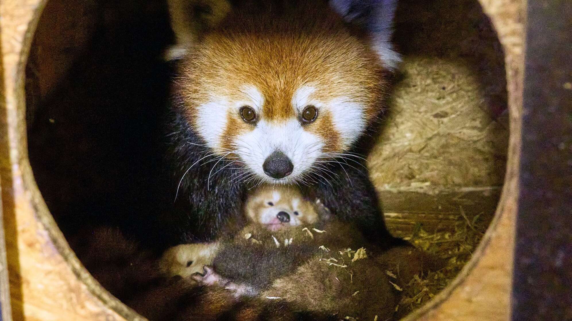 Rote Pandas im Klever Tierpark geboren