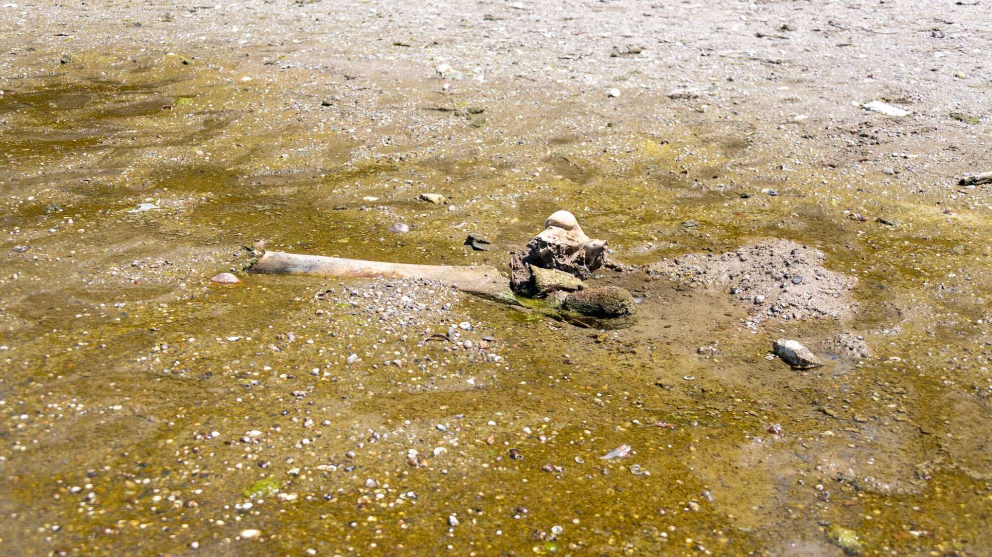 Mammutknochen an der Donau in Bulgarien