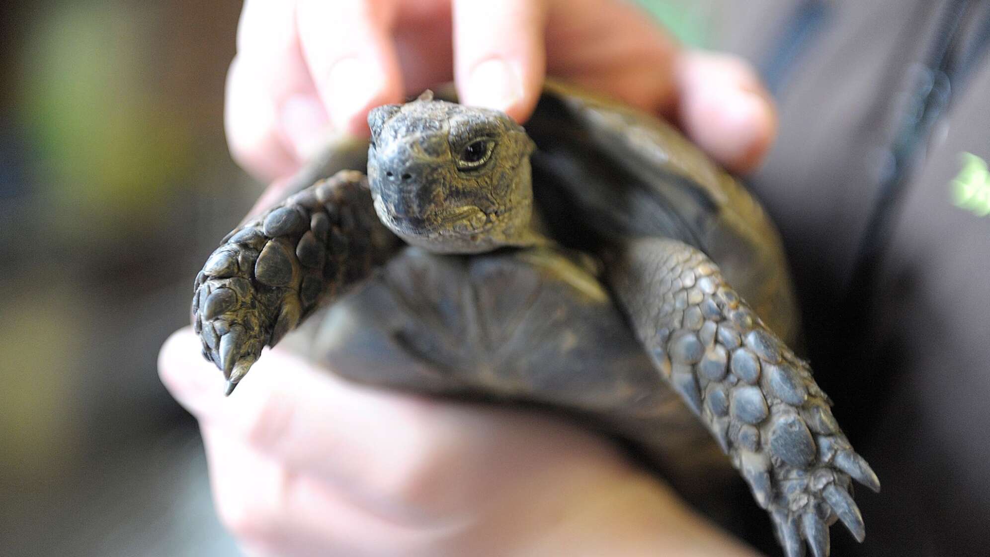 Schildkröte