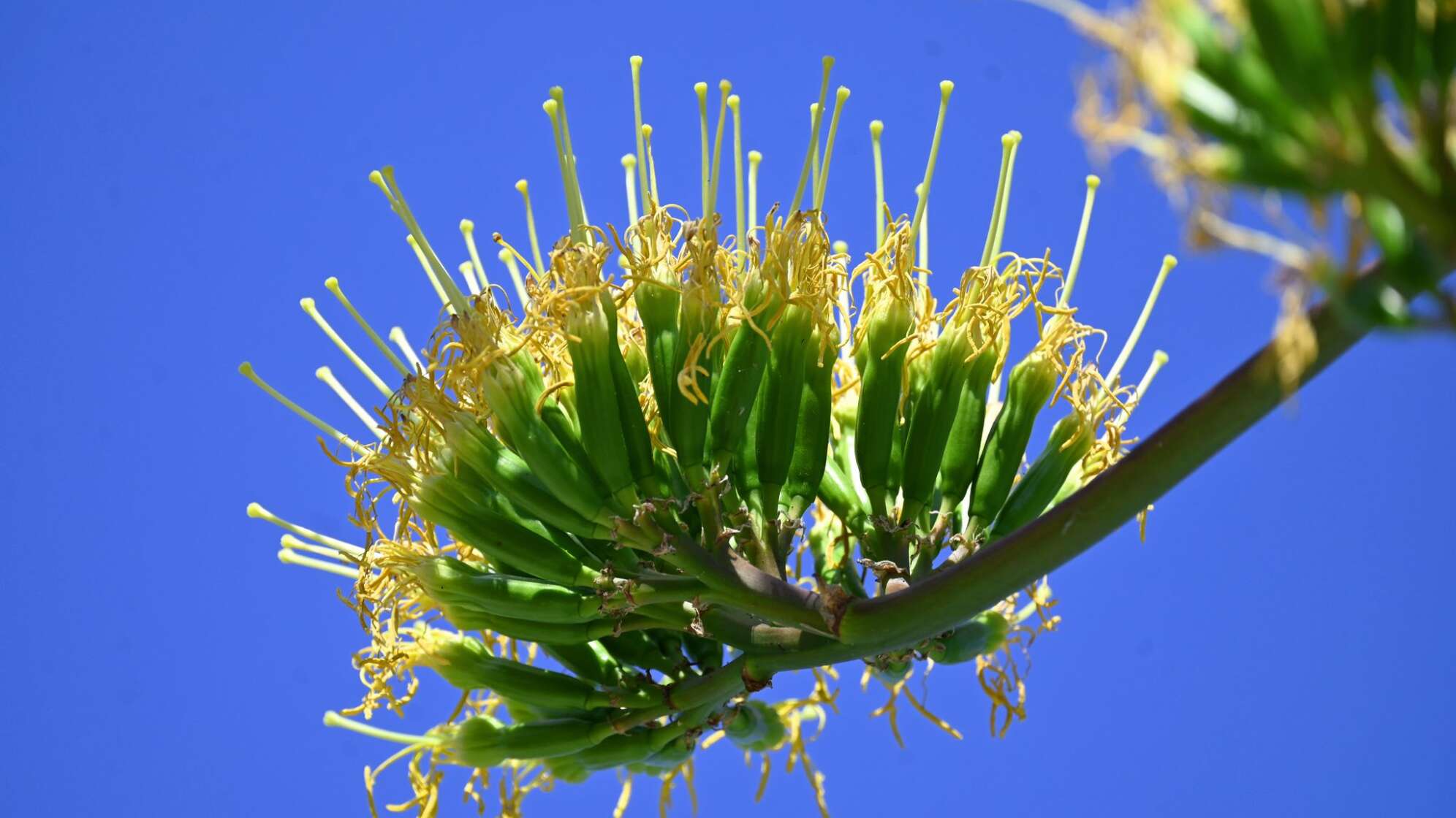 Schlossgarten Nymphenburg - blühende Agave