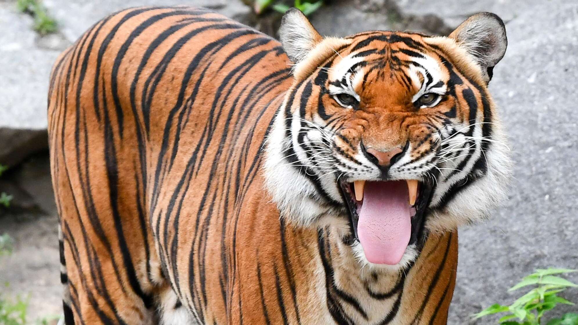 Indochinesischer Tiger