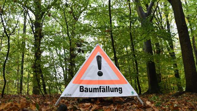Mann will Buche fällen - und wird von anderem Baum verletzt
