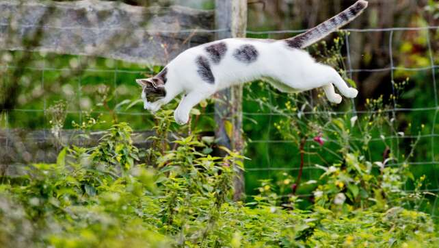Tierschützer: Freigänger-Katzen sollten kastriert werden