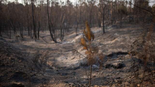 Großer Waldbrand in Andalusien breitet sich aus