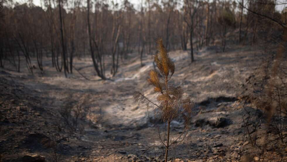 Großer Waldbrand in Andalusien breitet sich aus
