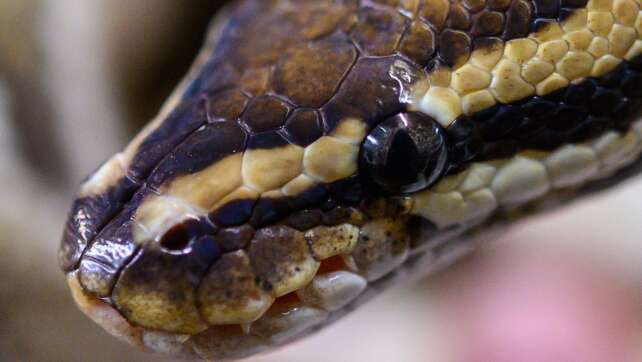 Souvenir aus Pythonleder beschlagnahmt – Zoll warnt Reisende
