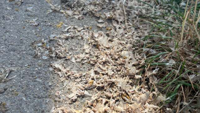 Millionen Eintagsfliegen in Bayern: Nittenau schaltet Straßenlaternen ab – So schützt die Stadt vor rutschigen Straßen und Unfällen