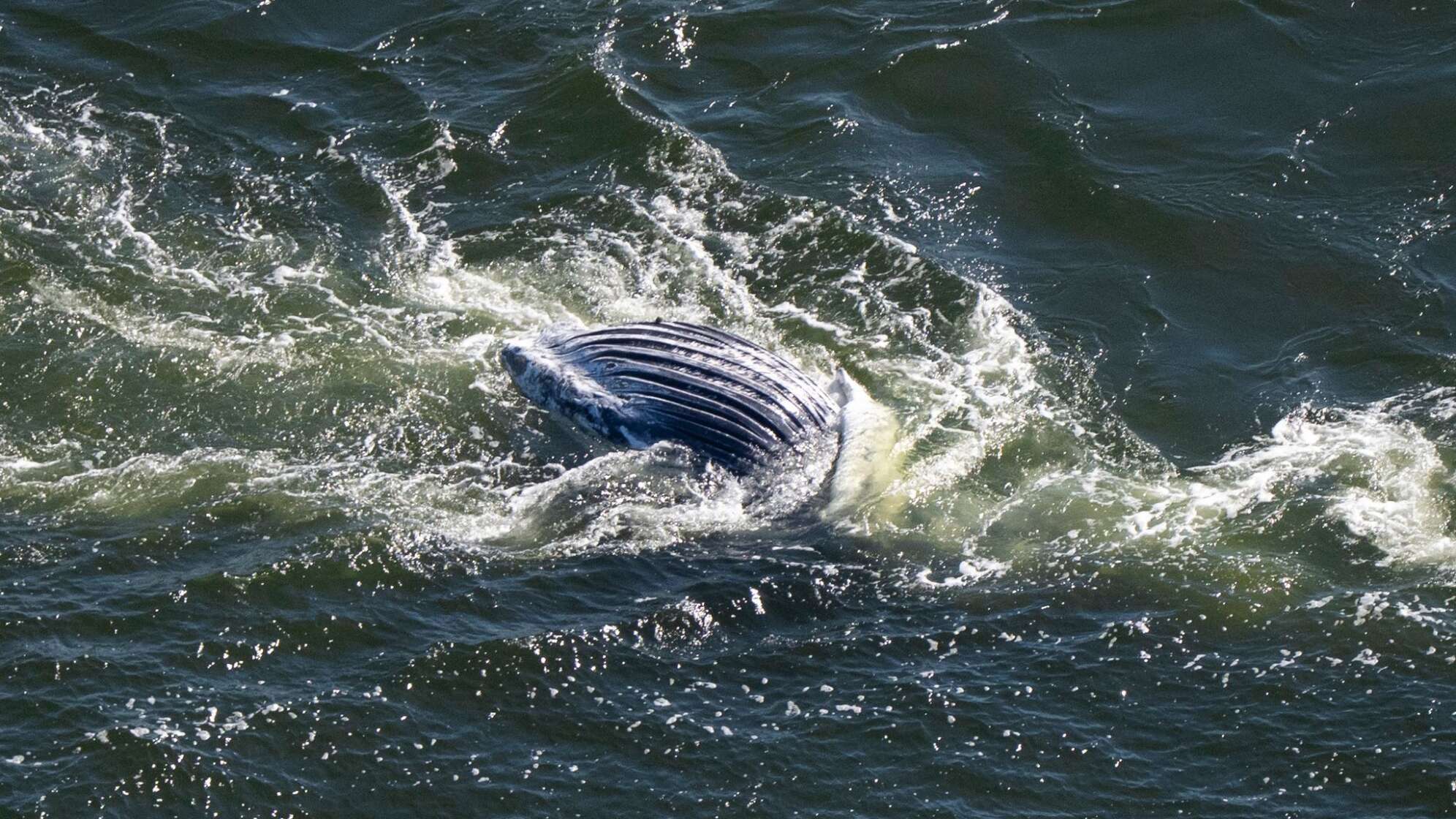 Wal ohne Lebenszeichen im Greifswalder Bodden entdeckt