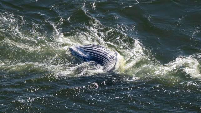 Toter Buckelwal vom Greifswalder Bodden wird heute obduziert