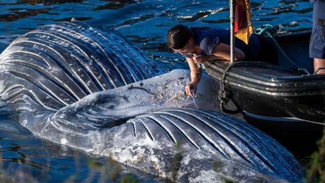Toter Buckelwal aus dem Wasser gehievt