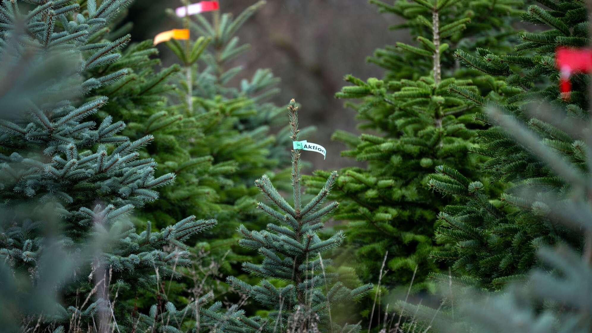 Christbäume