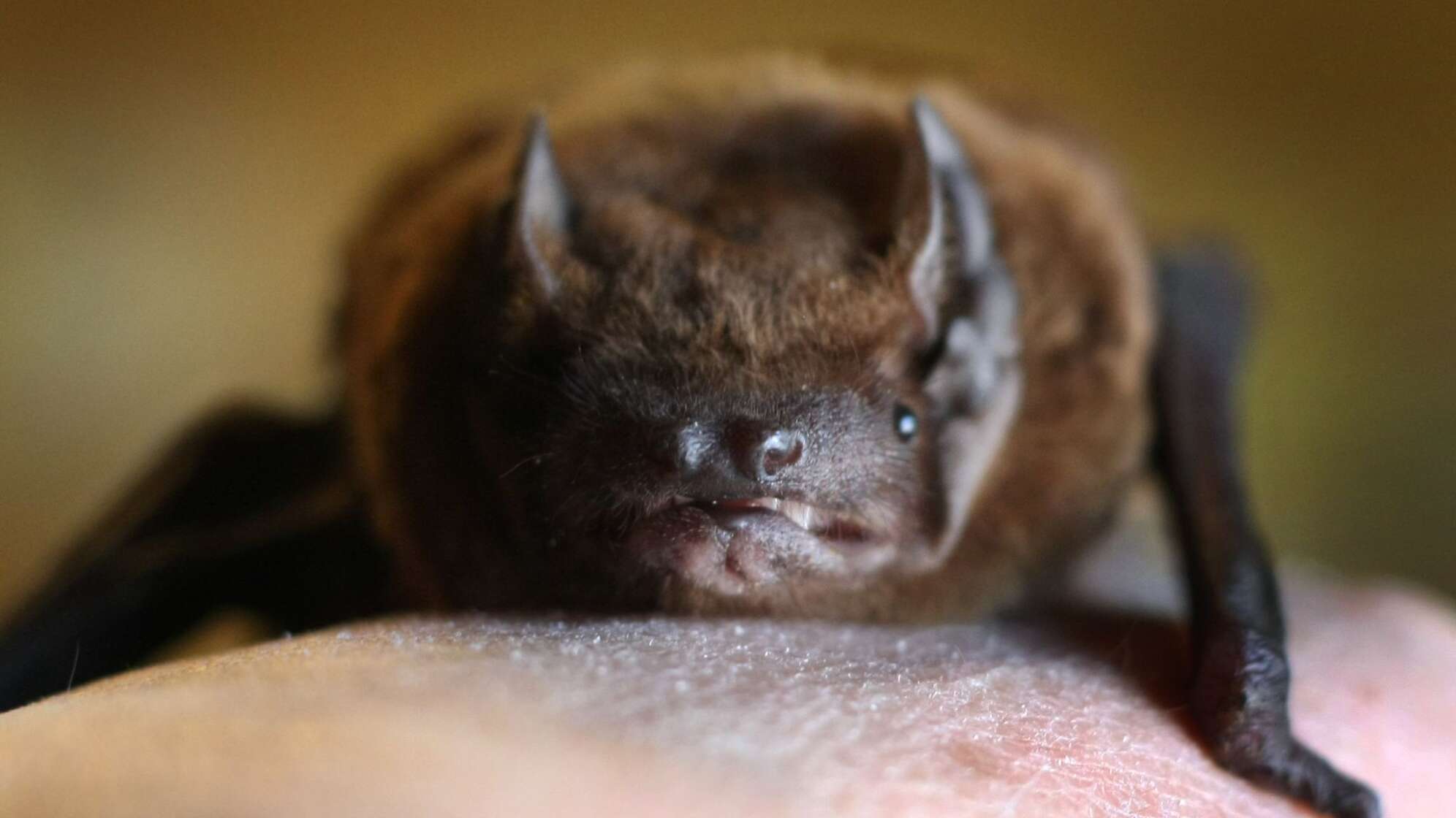 Fledermaus