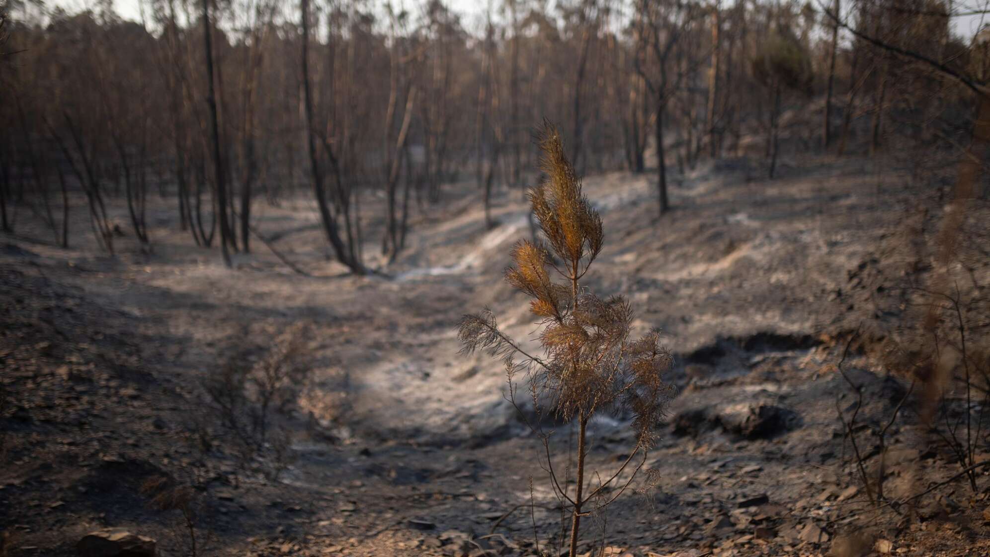 Waldbrand in Spanien