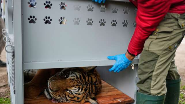 Umsiedlung von 30 Großkatzen aus Zoo in Argentinien beginnt