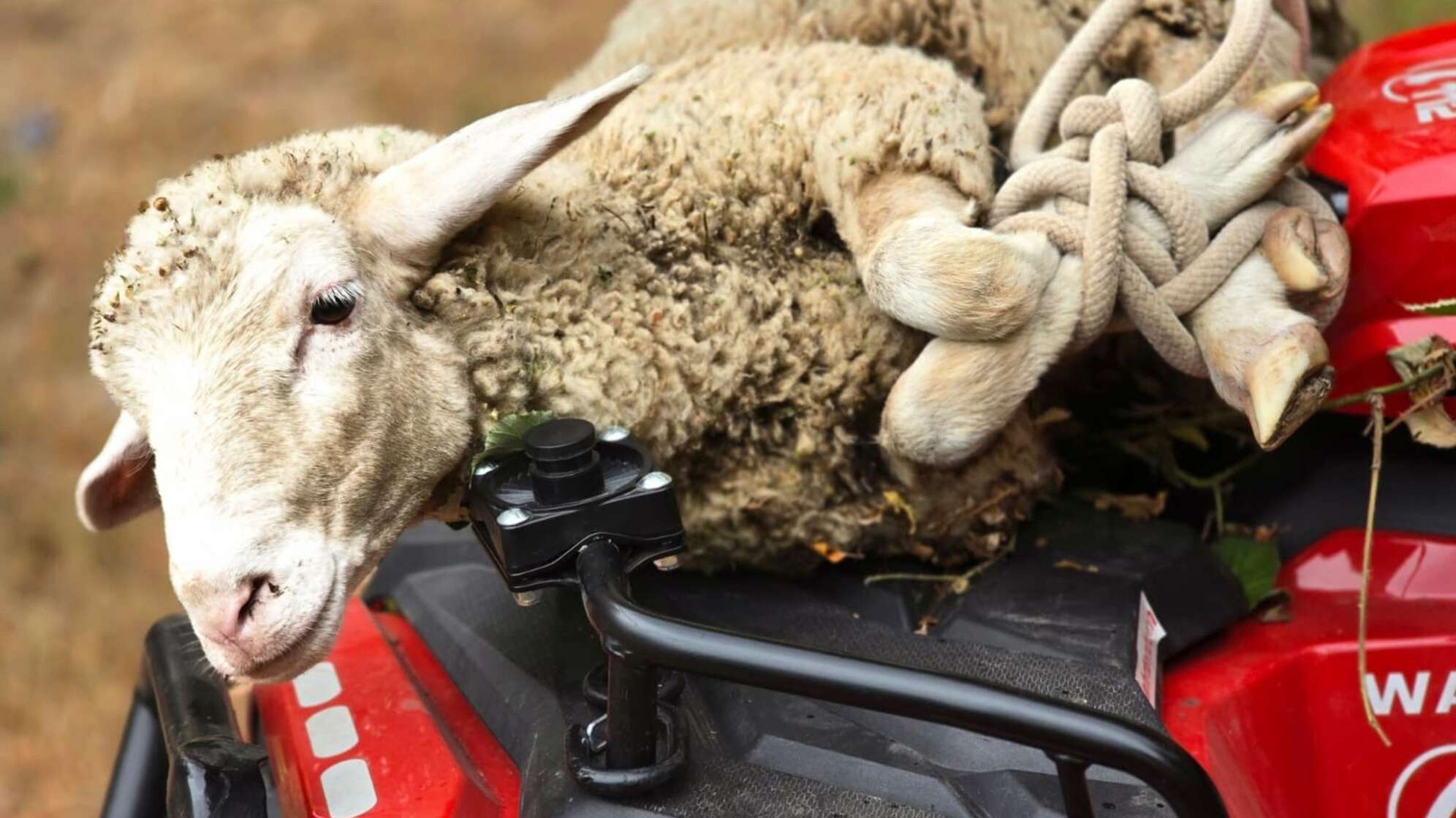 Schaf bei Nachlöscharbeiten in Waldschaff