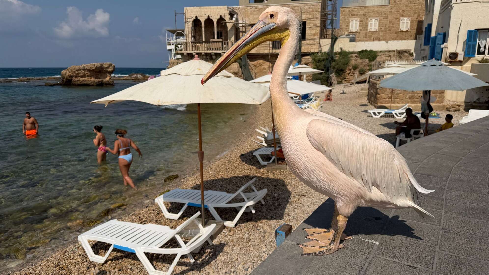 Libanon: Pelikan-Dame «Pelikanchen»